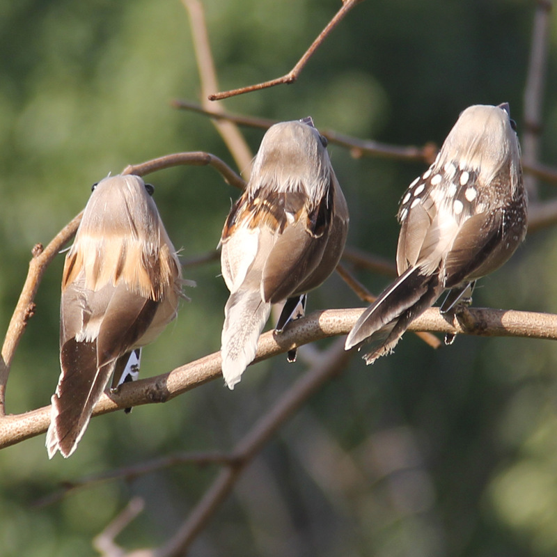 Christmas Tree Artificial - 2 ชิ้น Hot Feather Bird เลียนแบบ